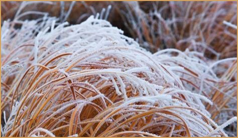 Can I mow dormant grass in winter?